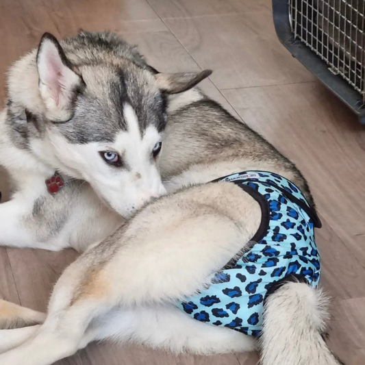 Heat pants Leopard Blue