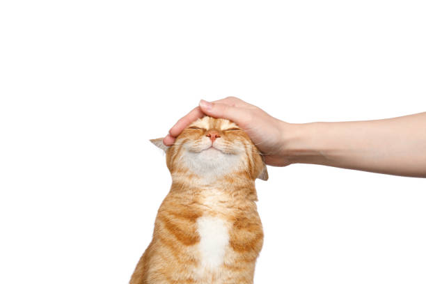 Alt Image
