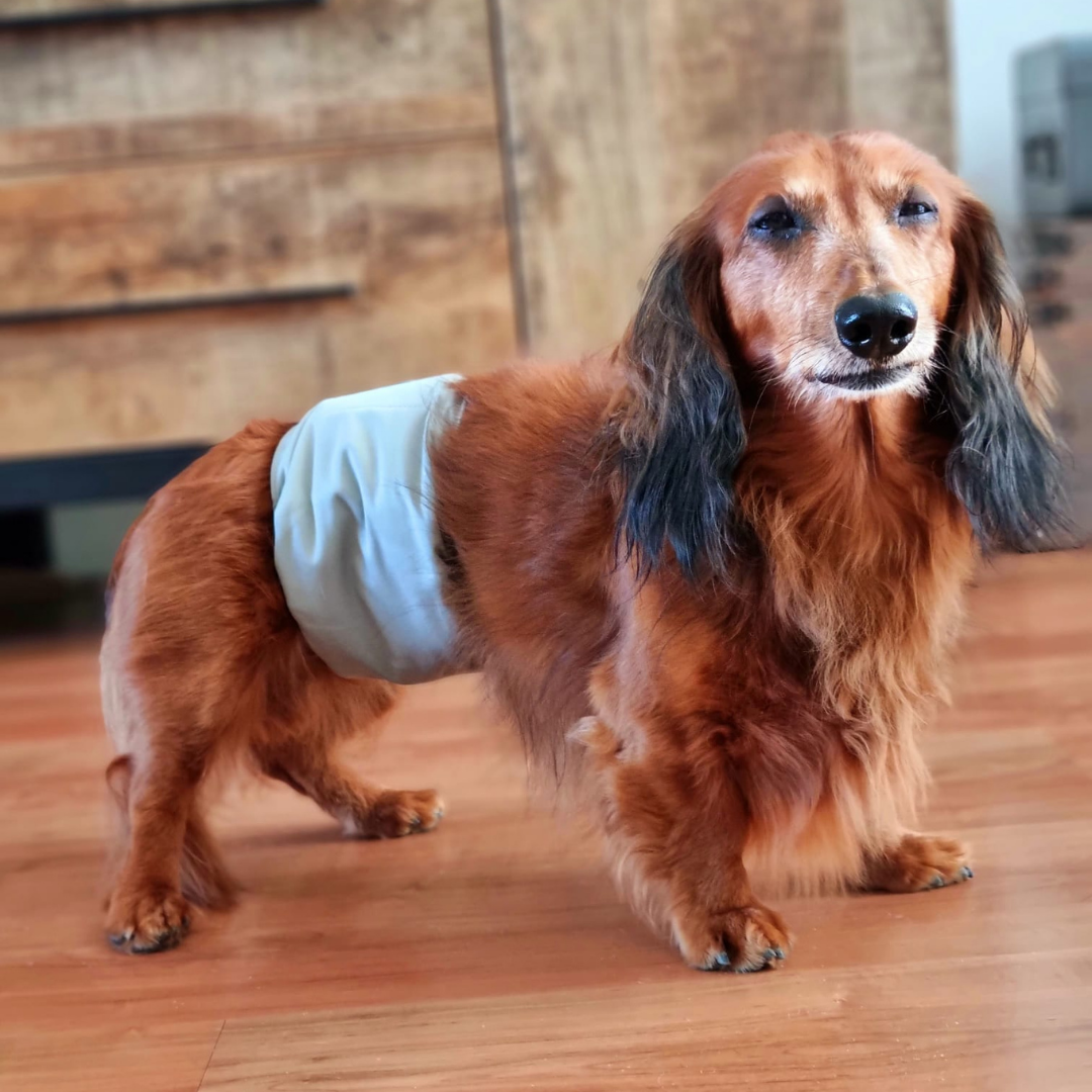Dog diaper Gray