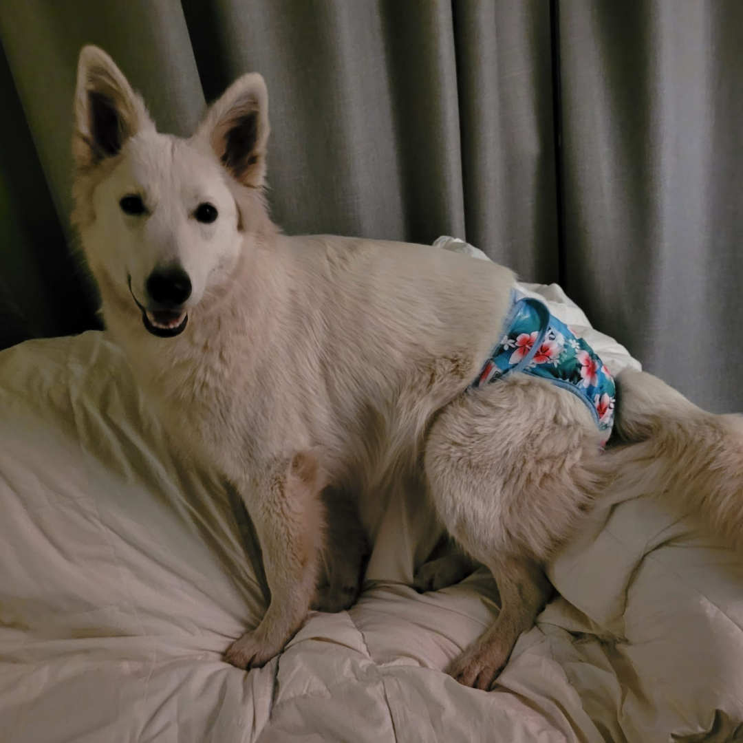 Loopsheidbroekje Magnolia