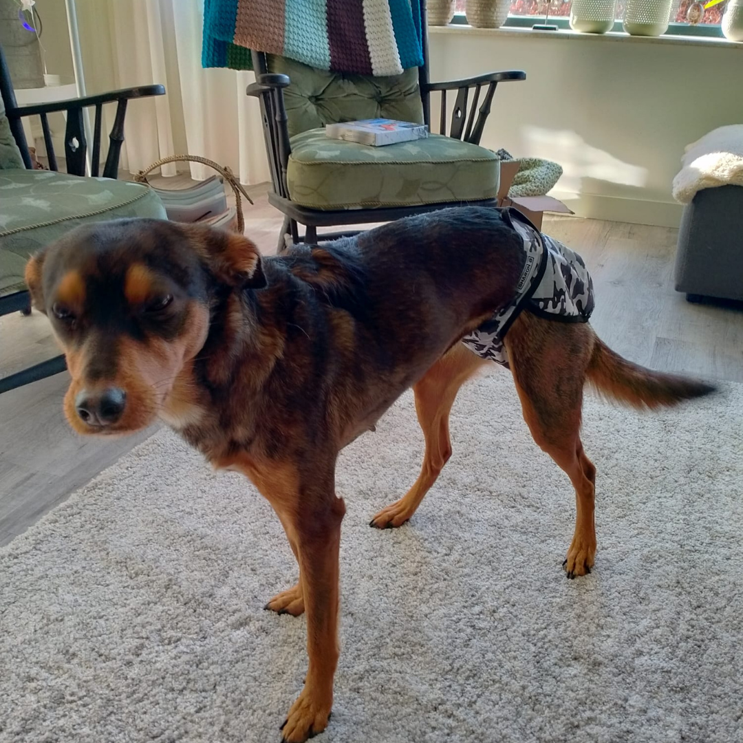 Heat pants camo gray