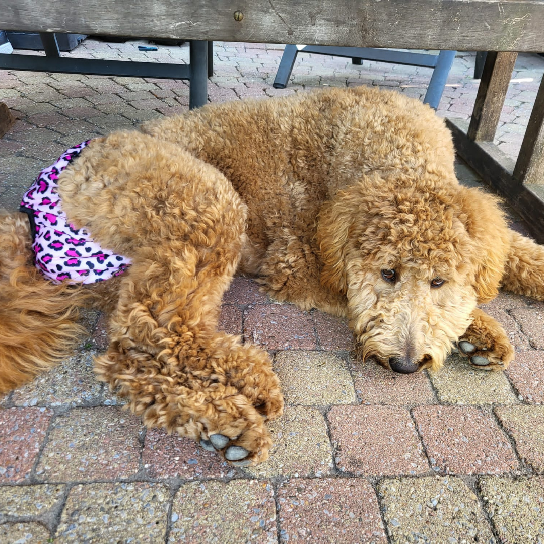 Loopsheidbroekje Leopard Roze