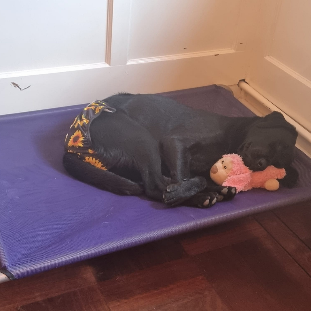 Loopsheidbroekje zonnebloem