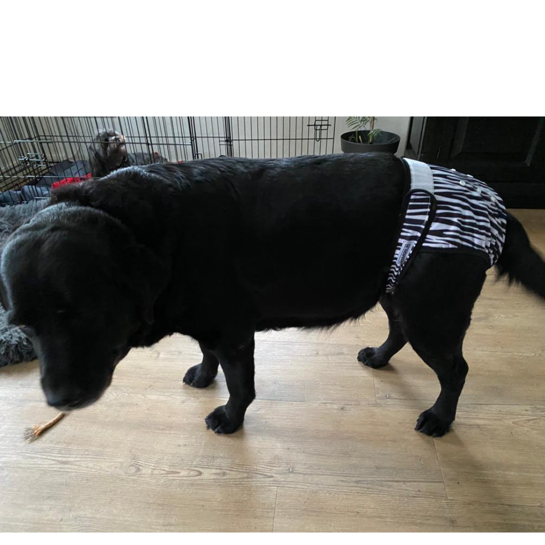 Loopsheidbroekje Zebra