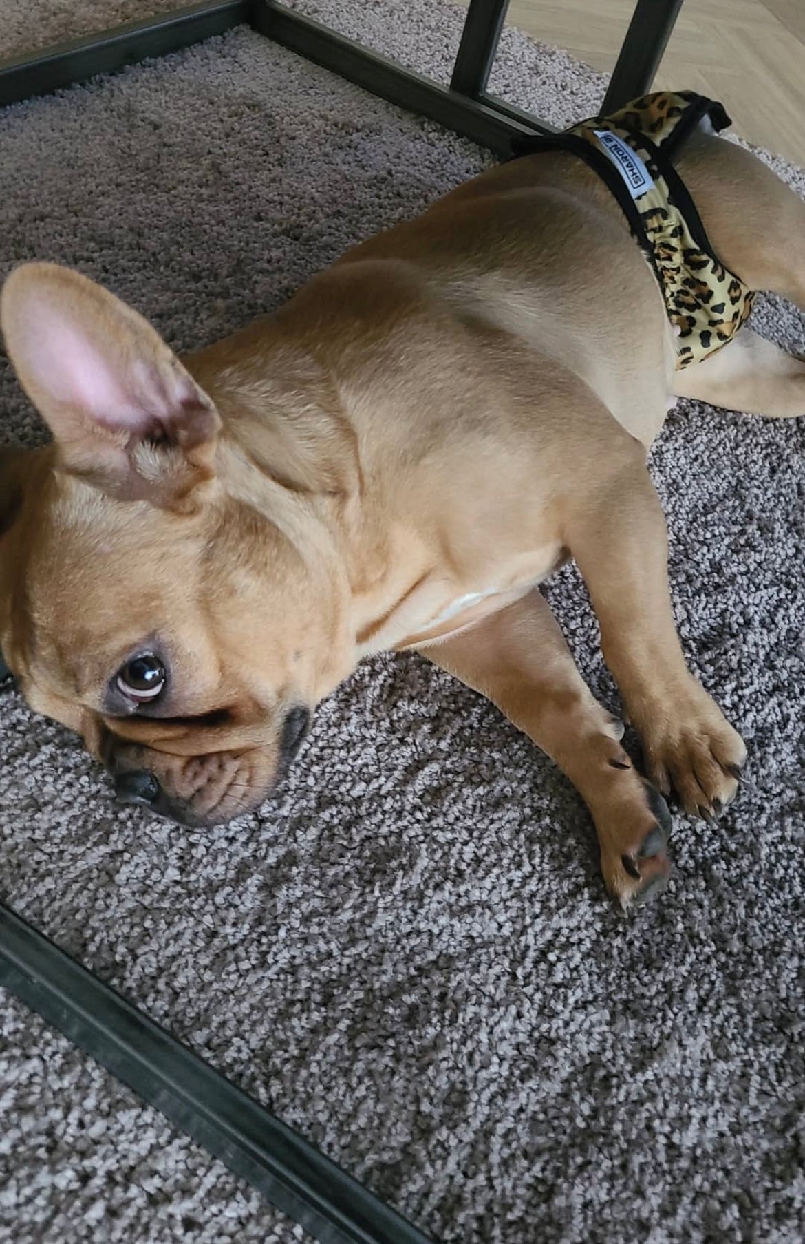 Loopsheidbroekje Leopard