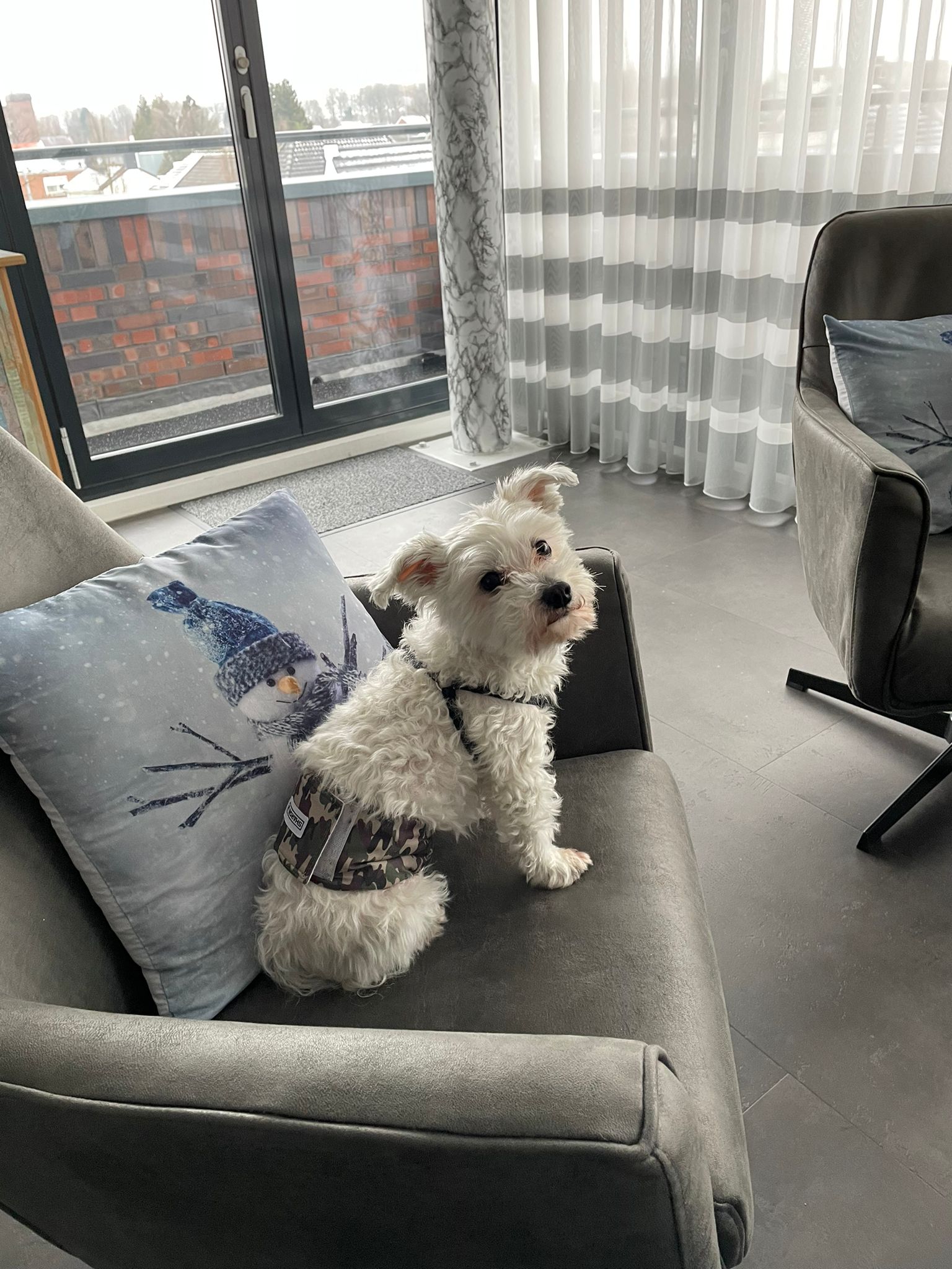 Pet Soft Wegwerp hondenluierinlegzolen, 40 stuks, hondenluierinlegkruisjes voor reuen, honden met lekvrije bescherming, sterk absorberende Pet Soft Wegwerp hondenluierinlegzolen, 40 stuks, hondenluierinlegkruisjes voor reuen, honden met lekvrije bescherming, sterk absorberende